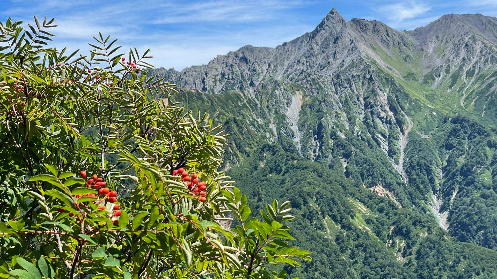 ナナカマドが秋の色づき
今年は赤く染まってね♦️