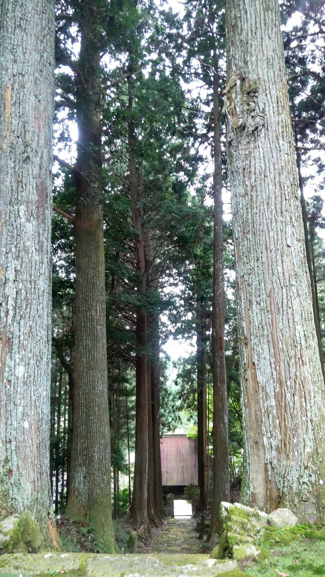 善福寺の階段とその脇の大木
歴史感じます！