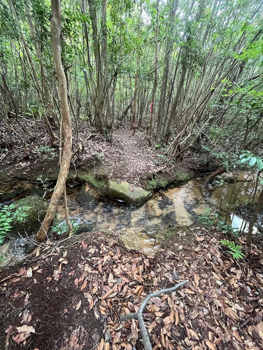 谷のルートだったのね❗️
苦手な川またぎ。

だいたい尾根道が多いので、
水の流れに沿って歩くの、不思議な感じ
