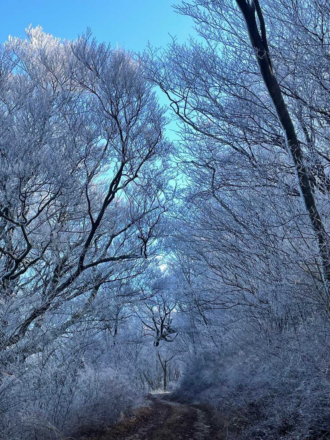 朝なので綺麗な景色❄️午後には溶けてる
