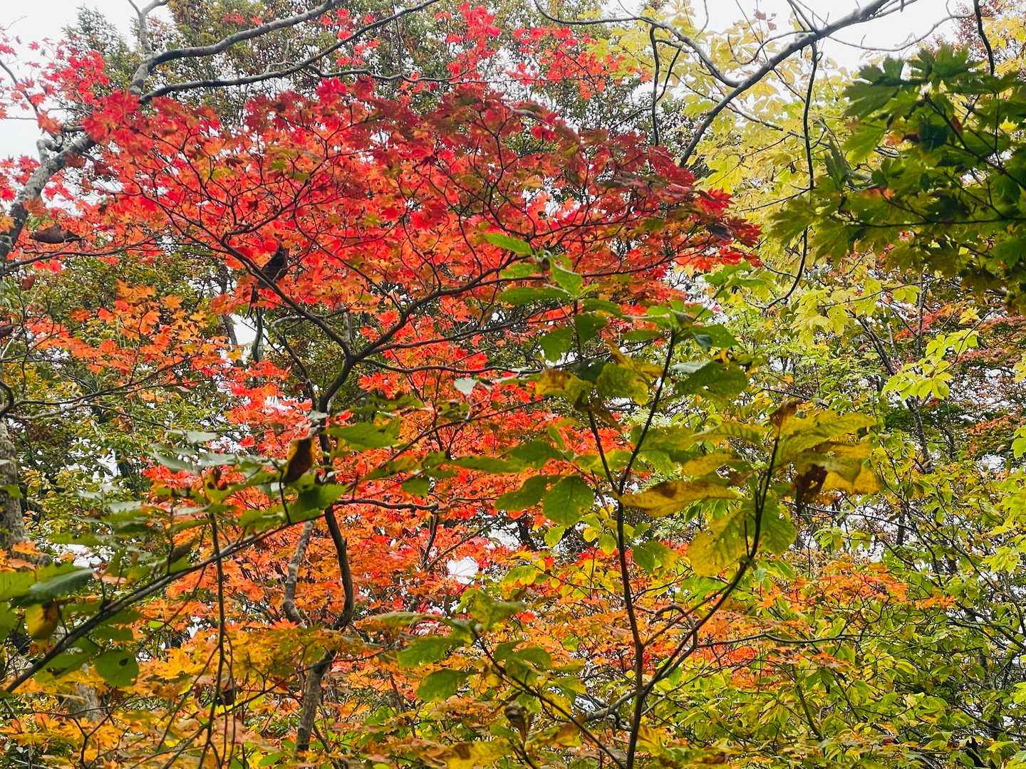 高畑登山口-高下岳-高下岳-根菅岳 往復コースの写真