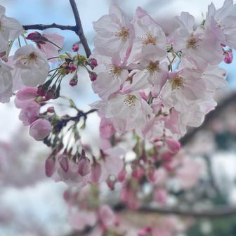 ピンクが少し濃ゆい🩷