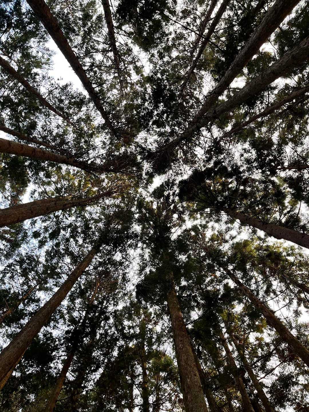 伊那佐山 往復コースの写真