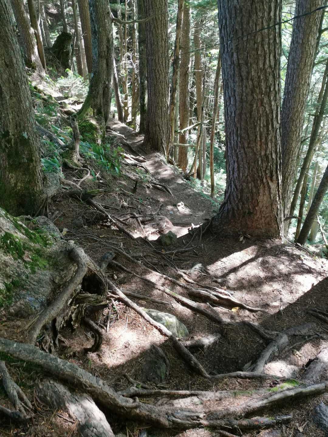 大峯奥駈道のような尾根道😆