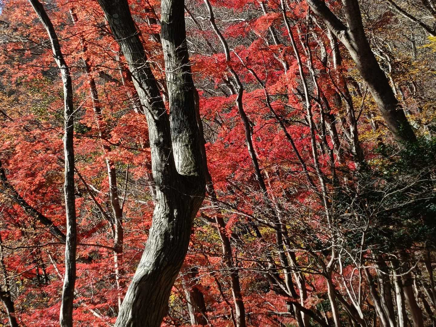 まだ残っていてくれました🍁🍁