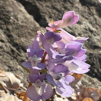 春だのぉ😌
ってか暑い……🔥