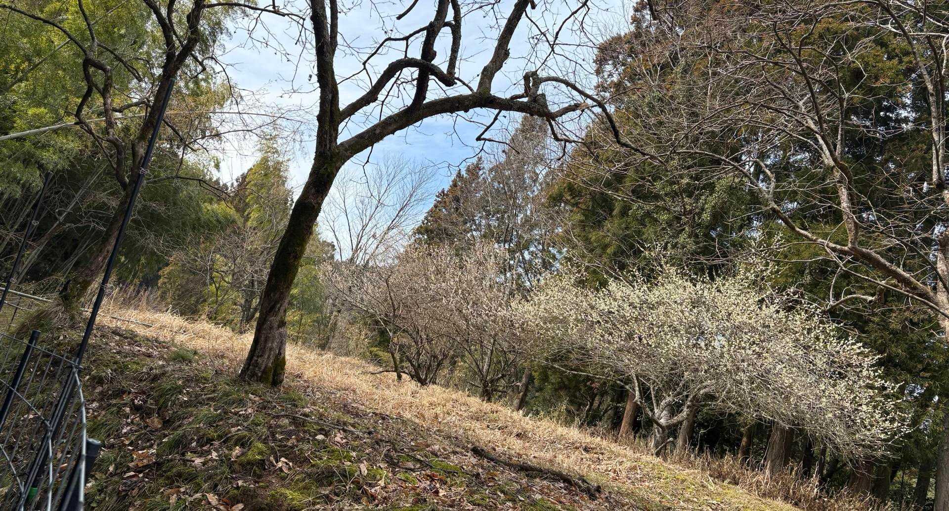 入らなくても良い柵に入り　棚田の中をｳﾛｳﾛ😬
柵の外が登山道だった。
uんこが鹿になっちゃいました〜🫎