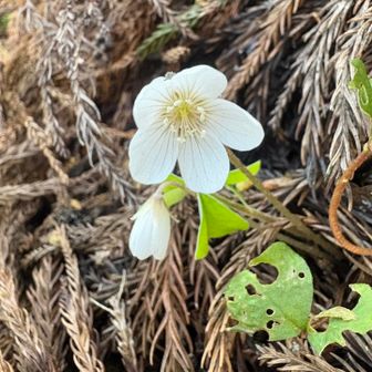 たくさん伐採される予定の杉、ムラサキの紐が巻かれていました。下の方にもコミヤマカタバミ