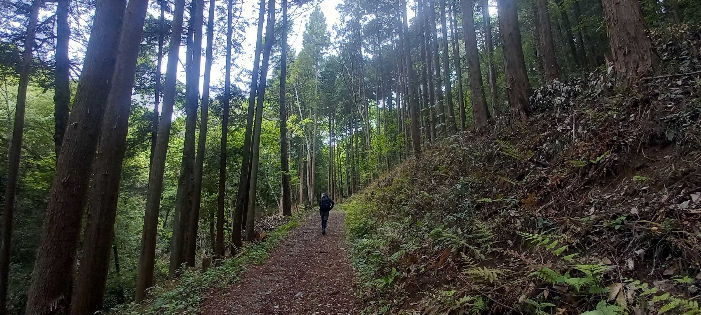 緑がキレイ😌