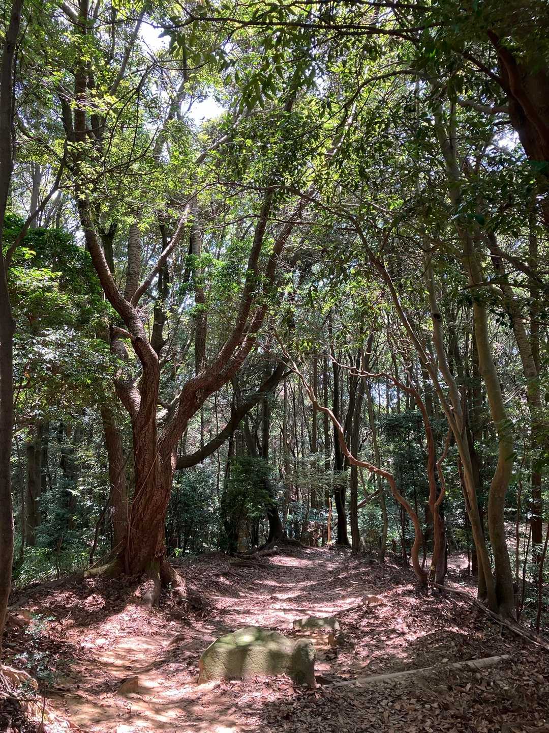 鍋蓋山から大龍寺までの登山道が
雰囲気よくて好きやわぁ