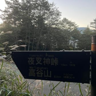 日の出前に歩き出したかったけれど、昨夜病院から戻ったのが23時で、家の事して支度したら2時間しか寝れず…
谷川岳だったら不眠で向かっただろうから、まだ南アで良かった！
夜叉神からは初めてなのでワクワクです♪♪