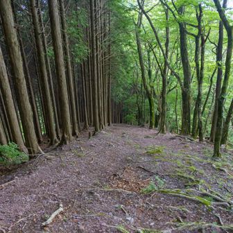 少し進んでみるとすごい勢いで下る
ピストンしないといけないので中止！！