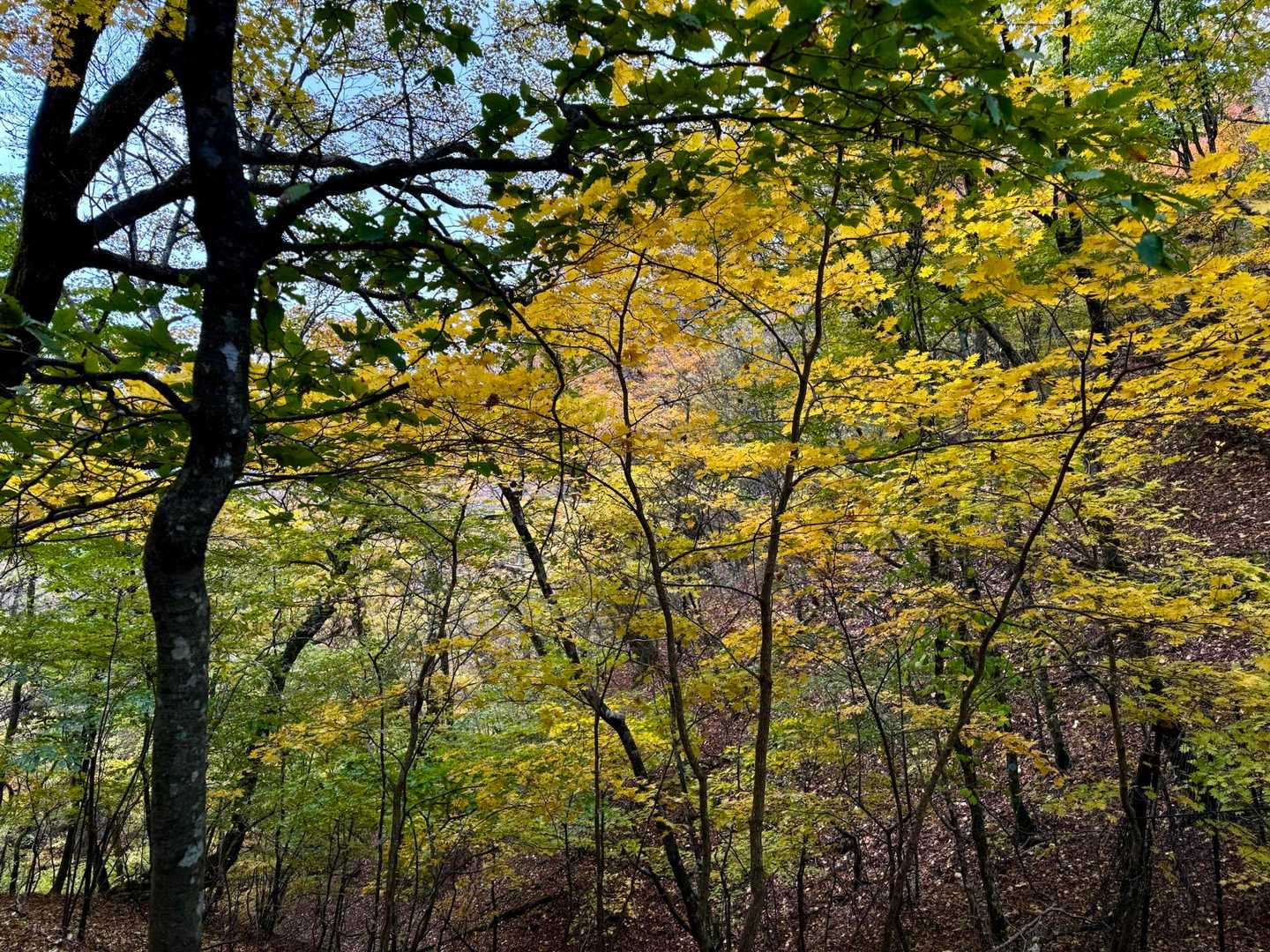 都民の森-鞘口峠-三頭山-ムシカリ峠-三頭大滝 周回コースの写真