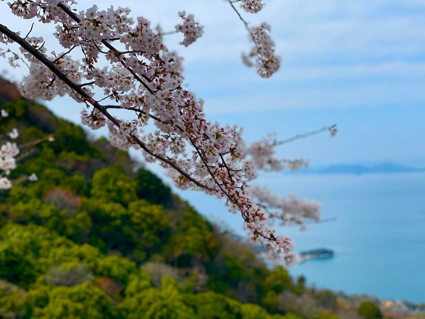 紫雲出山往復 | 漁港から山頂へ。瀬戸内海の島々を望むドラマチック眺望コースの写真