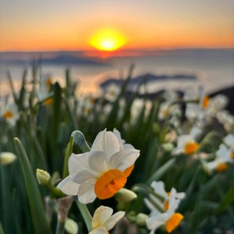 水仙と日の出のコラボはレアですよね🤗