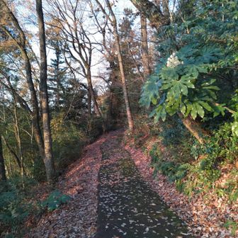 緩やかな坂道で楽チン🎶
プチハイキング〜👍
ドングリもいっぱい😆