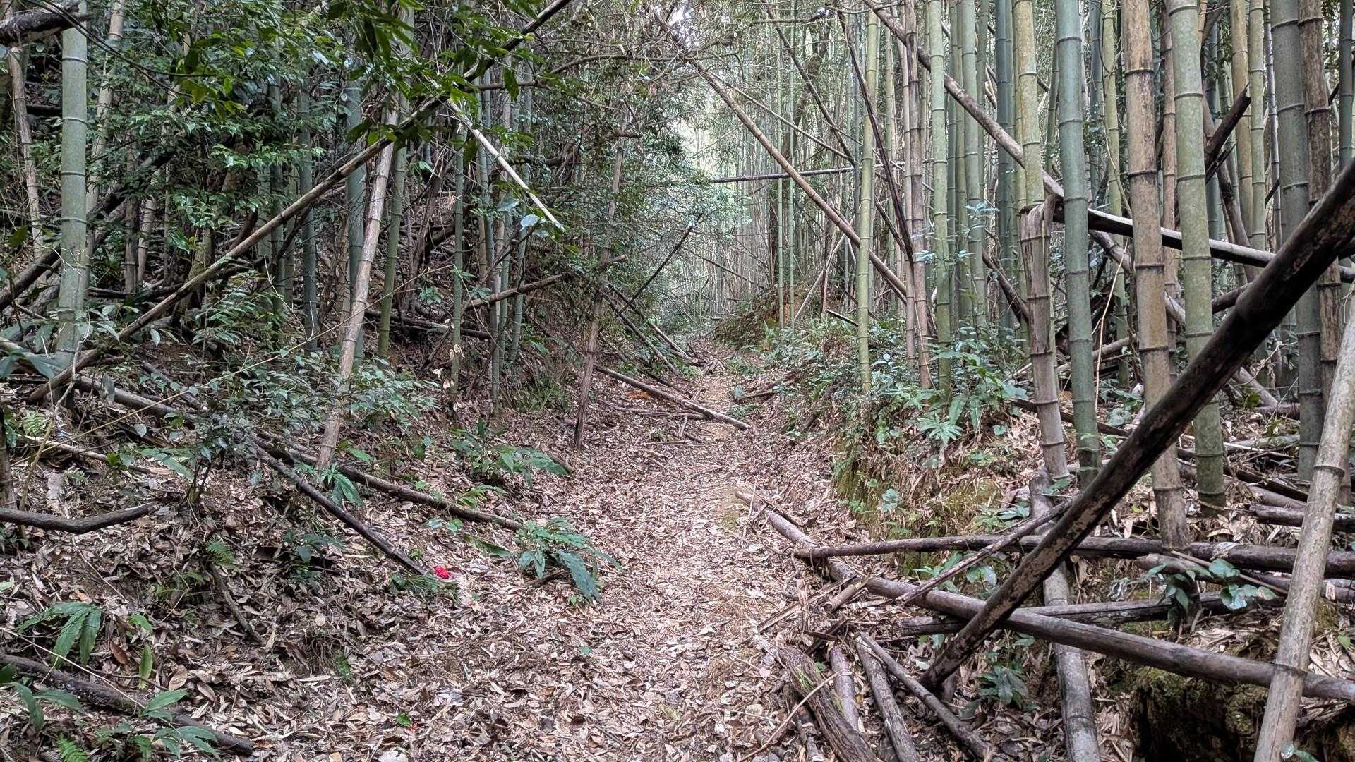 イノシシの荒らした箇所多め