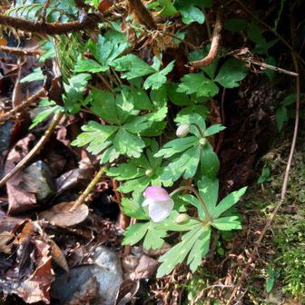 ニリンソウ！ピンクが可愛い💕これが8時半の姿。