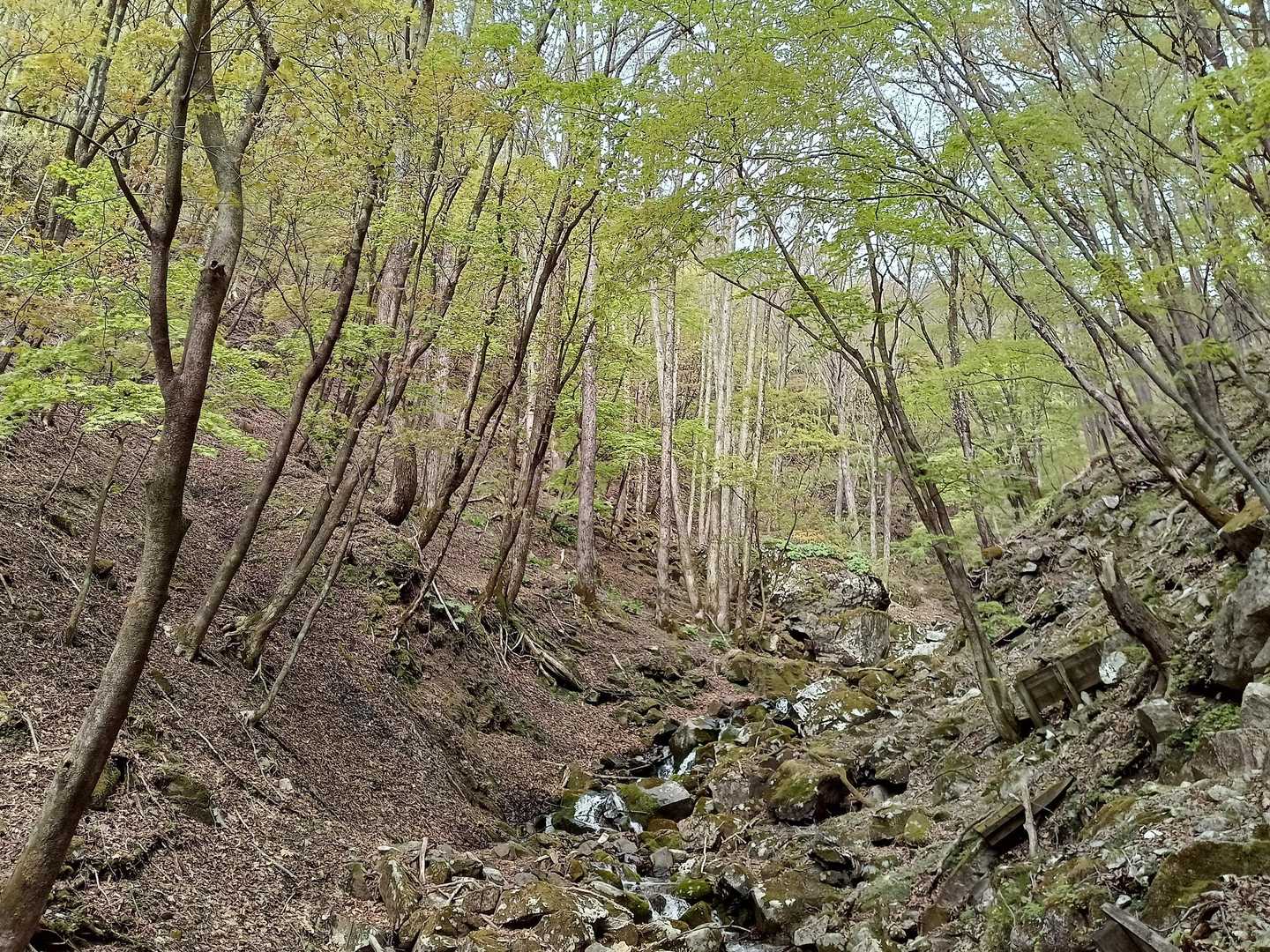 塔ノ沢登山口-小丸山-　 往復コースの写真