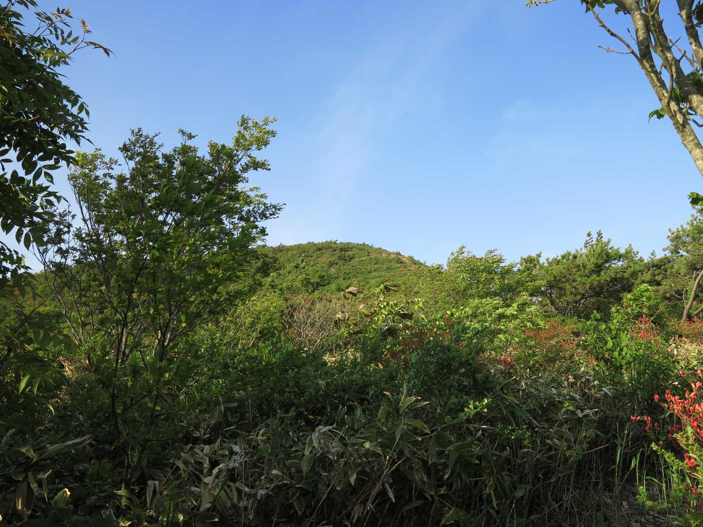 視界が開け山頂を捉える