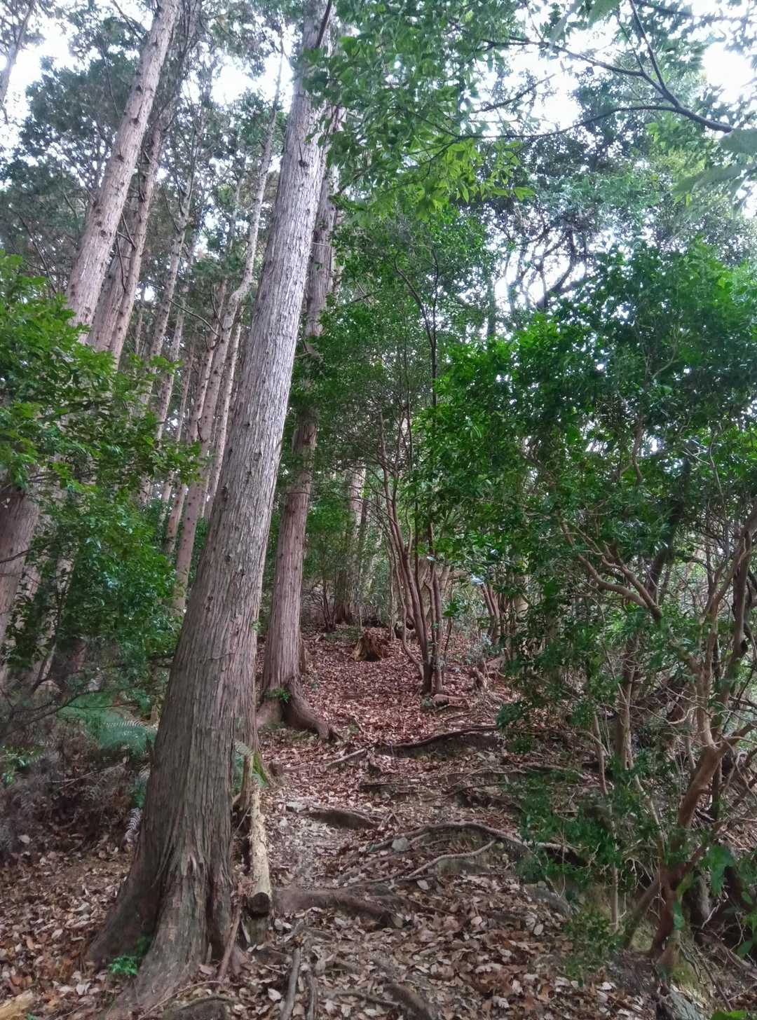 駿河嶺-大鈩山-飯間山-ロンショウ-宇津ノ谷峠-満観峰-小 縦走コースの写真