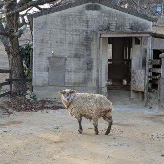 ふれあい牧場
うさぎさんやおうまさんもいた