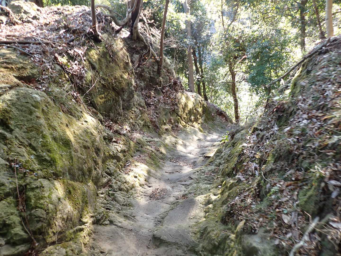 切通で何度か尾根を横切る。