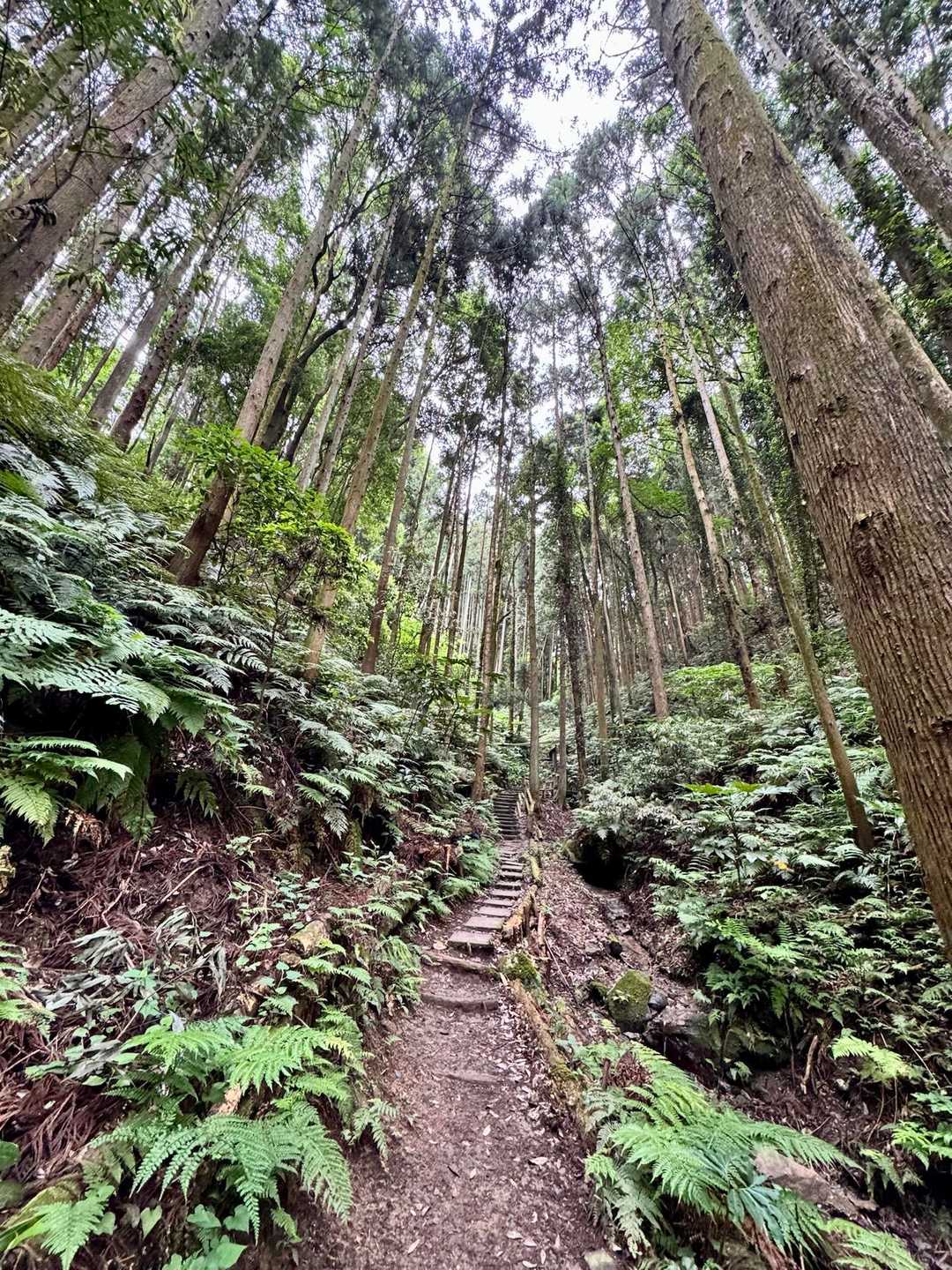 御嶽山まではジャングルチック！