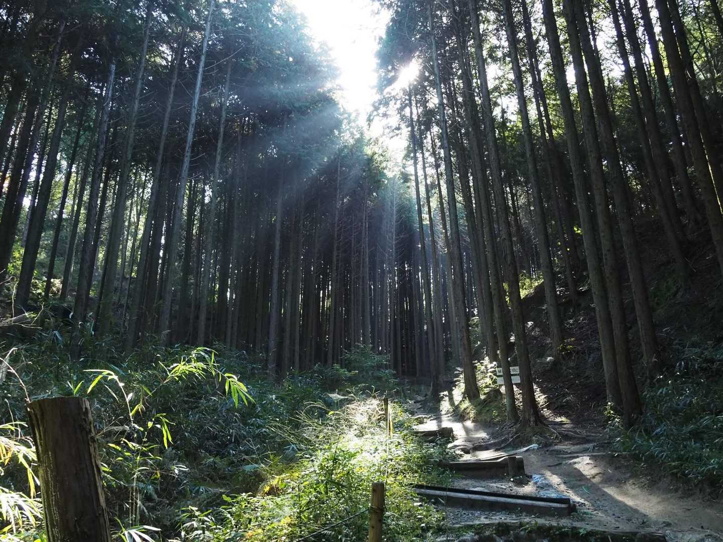 国見山登山口-国見山-ふれあいの里-交野山 往復コースの写真
