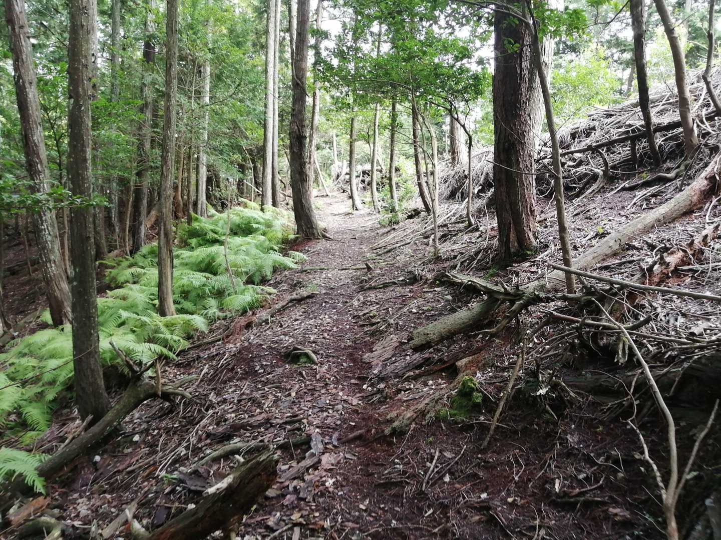 超低山なので緩やか