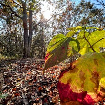 🔴🟡🟢の葉っぱ🍂

ココから少し歩くと