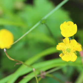 ミヤマキンポウゲ