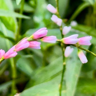 いつものとこでいっぱい咲いてて
桜色したつぼみもまだまだあったり