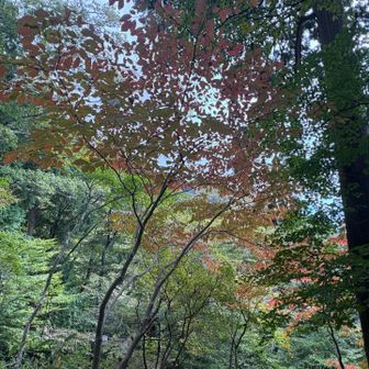 少し色付いています🍁
紅葉シーズンに入ろうとしているところです。