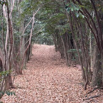 北山コースという登山道から攻め登る
常緑の広葉樹が多くてなんとなく岐阜城金華山に似た雰囲気
初見なのに懐かしい気分で登れる