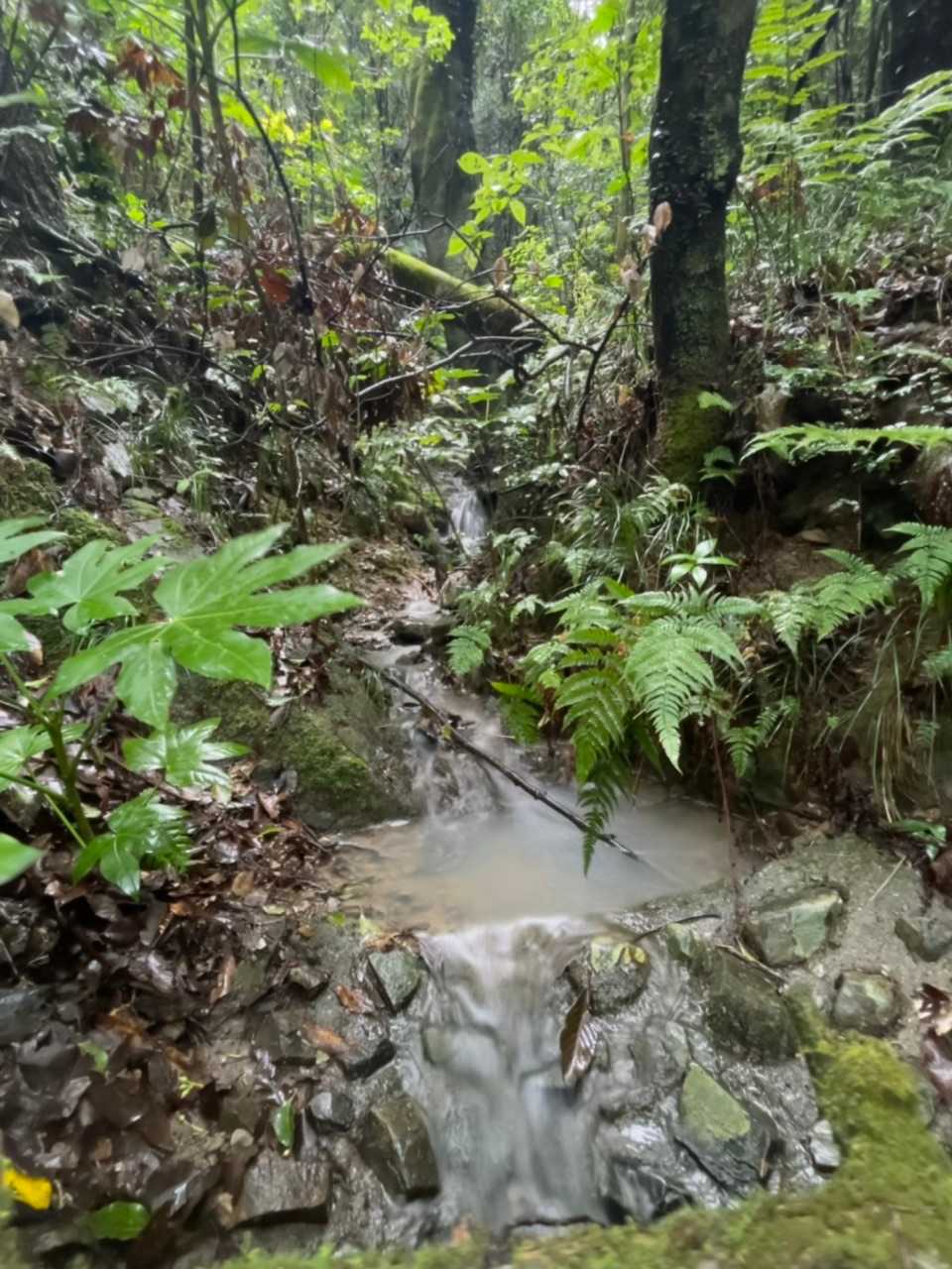 雨の後なので水量があります