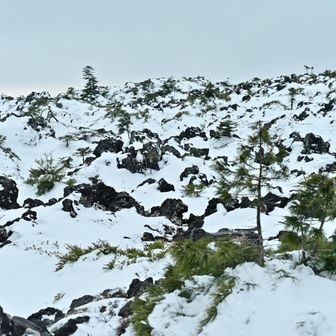 坪庭の雪もこんな感じ