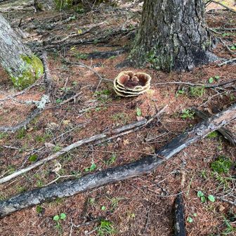 サルノコシカケモドキ
立派なキノコです🍄‍🟫