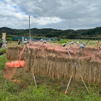 天日干しの稲🌾