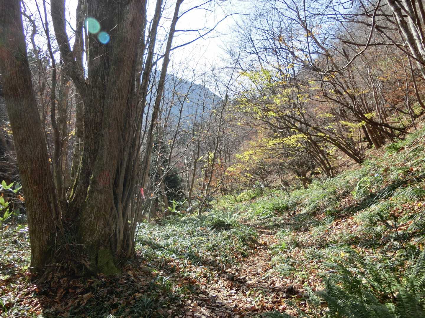 この辺はまだ葉の落ちてない木もあり寒々しくない