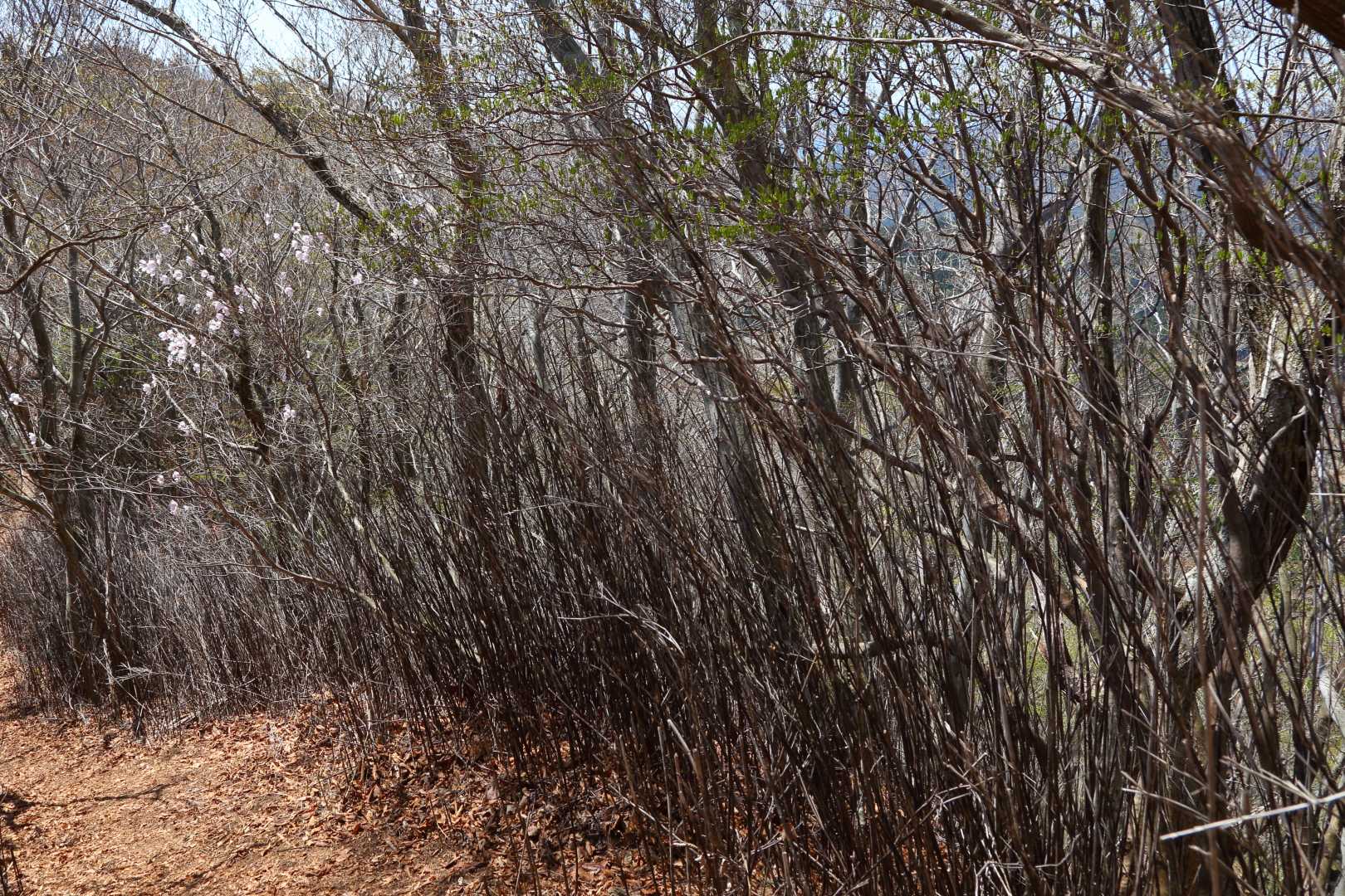 白いアケボノツツジは
→から幹を←に匍わせて
登山道に花を咲かせてくれる
サービス精神旺盛です