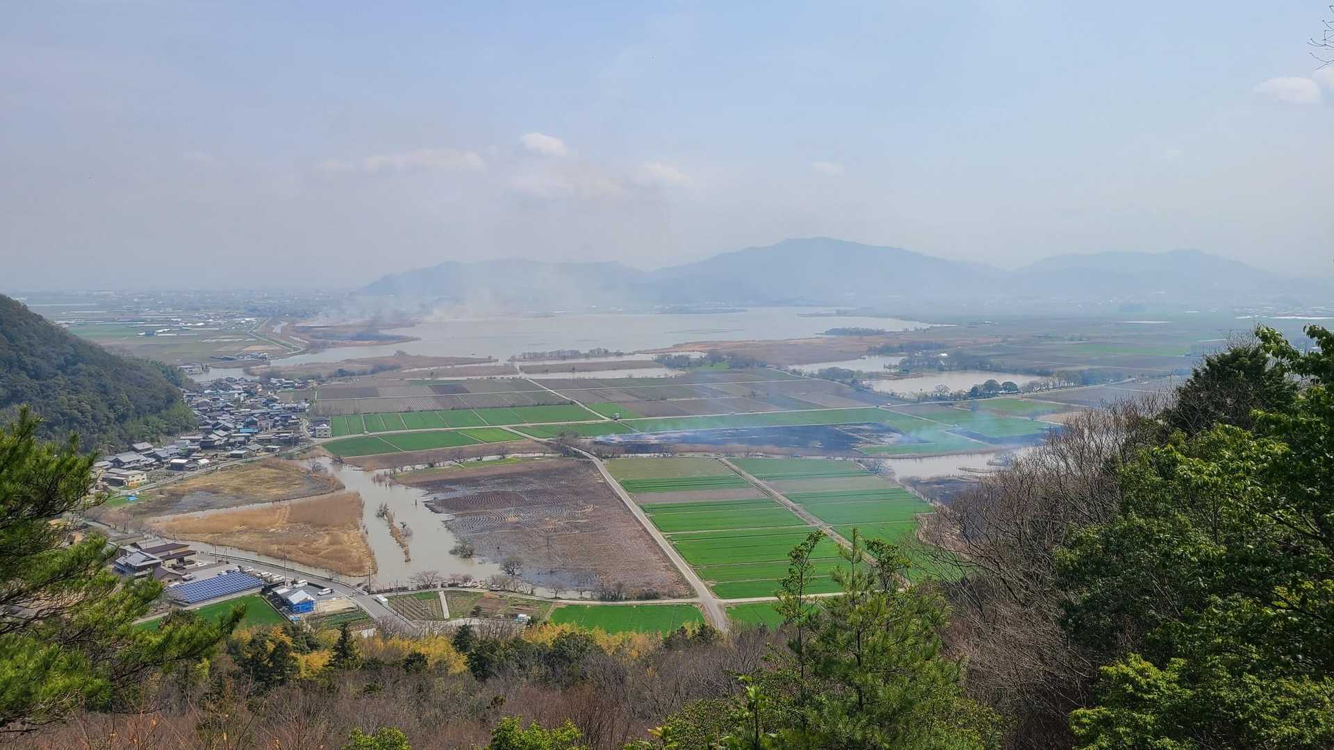 緑のは麦かな