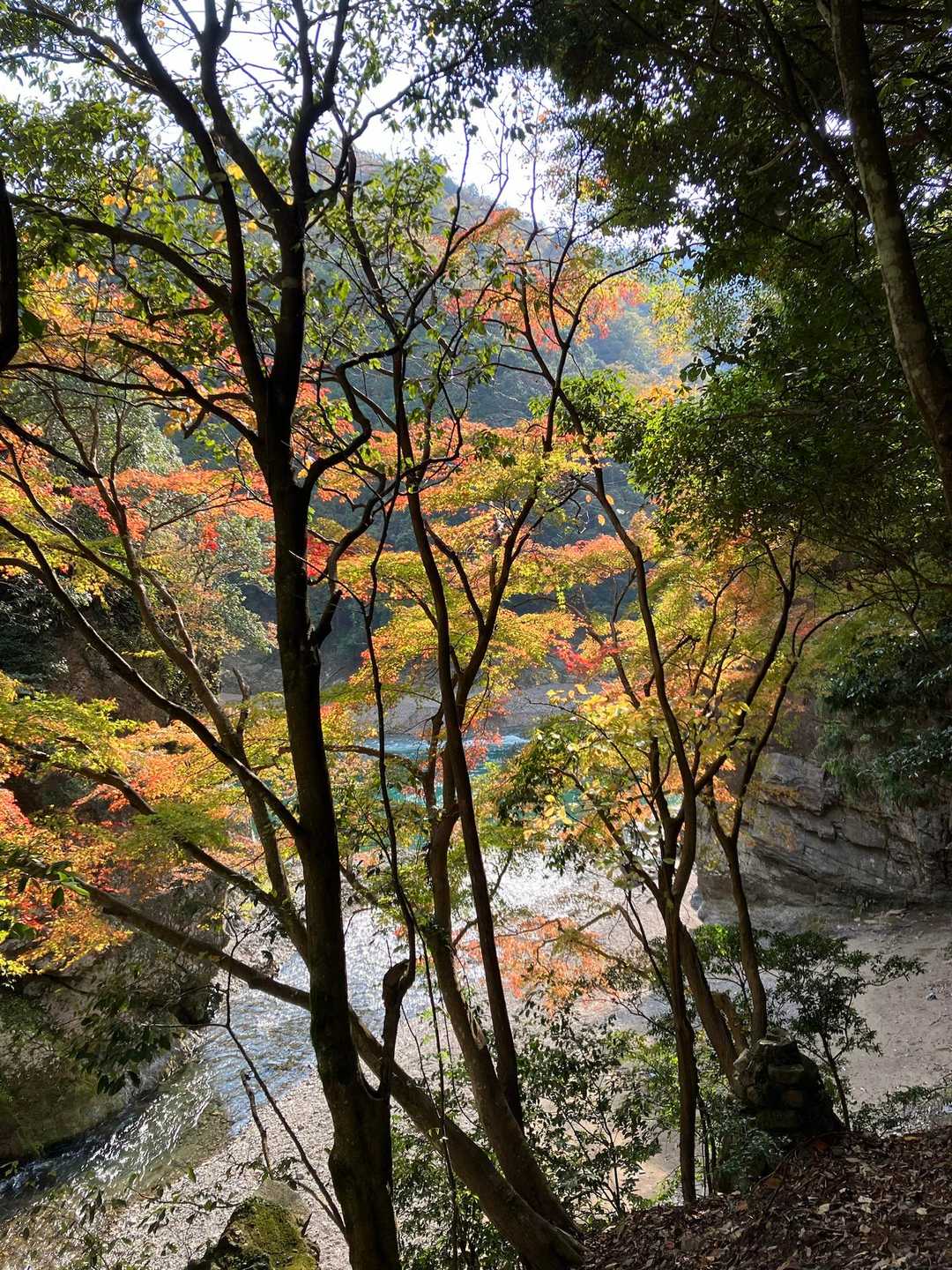 舗装道を🚶‍♀️‍➡️ 途中木々の間からの紅葉🍁