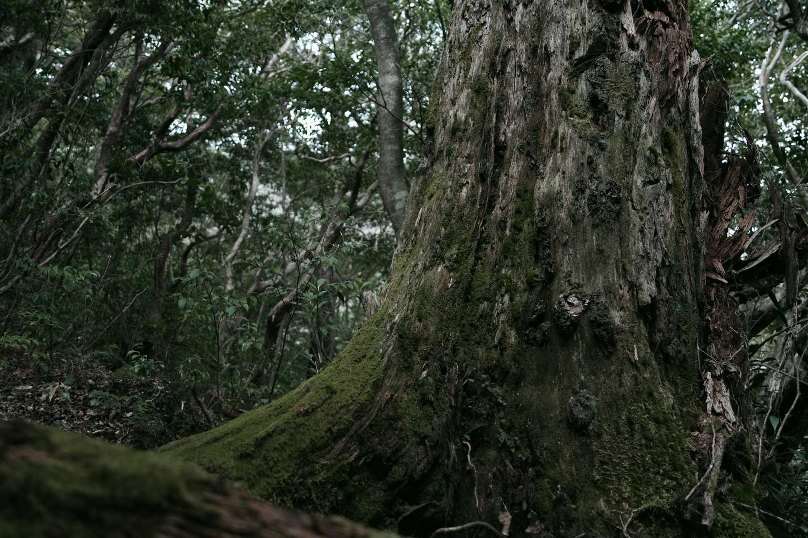 正面登山口-尾鈴山-長崎尾-林道登山口 往復コースの写真