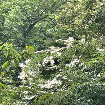 ヤマボウシ