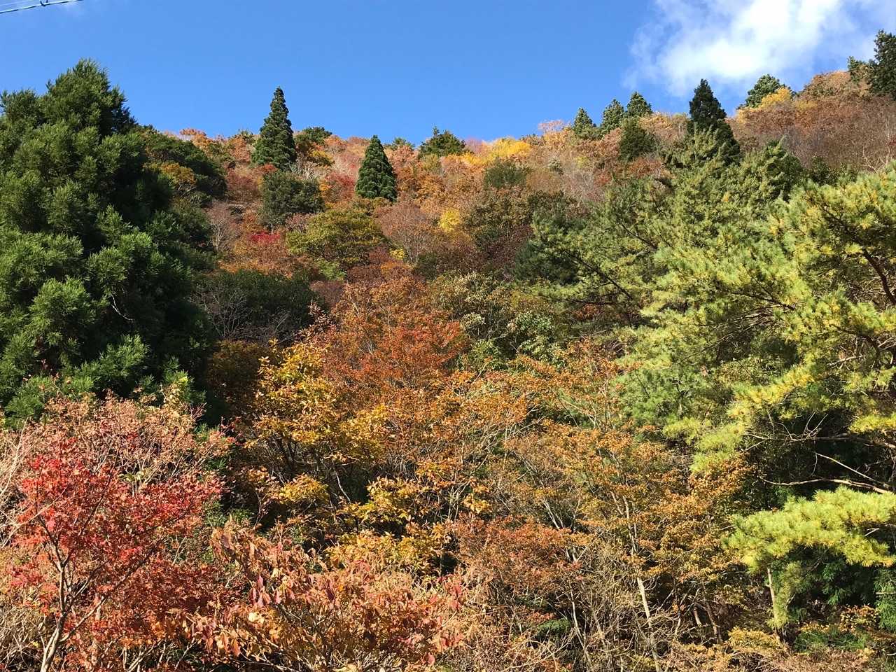 駐車場から武平峠の間の紅葉