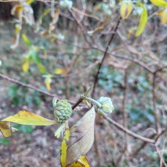 ミツマタは準備出来てるみたいです