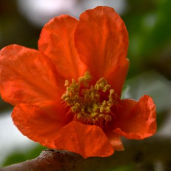 枝に咲く
朱の花弁に　雄しべ立つ