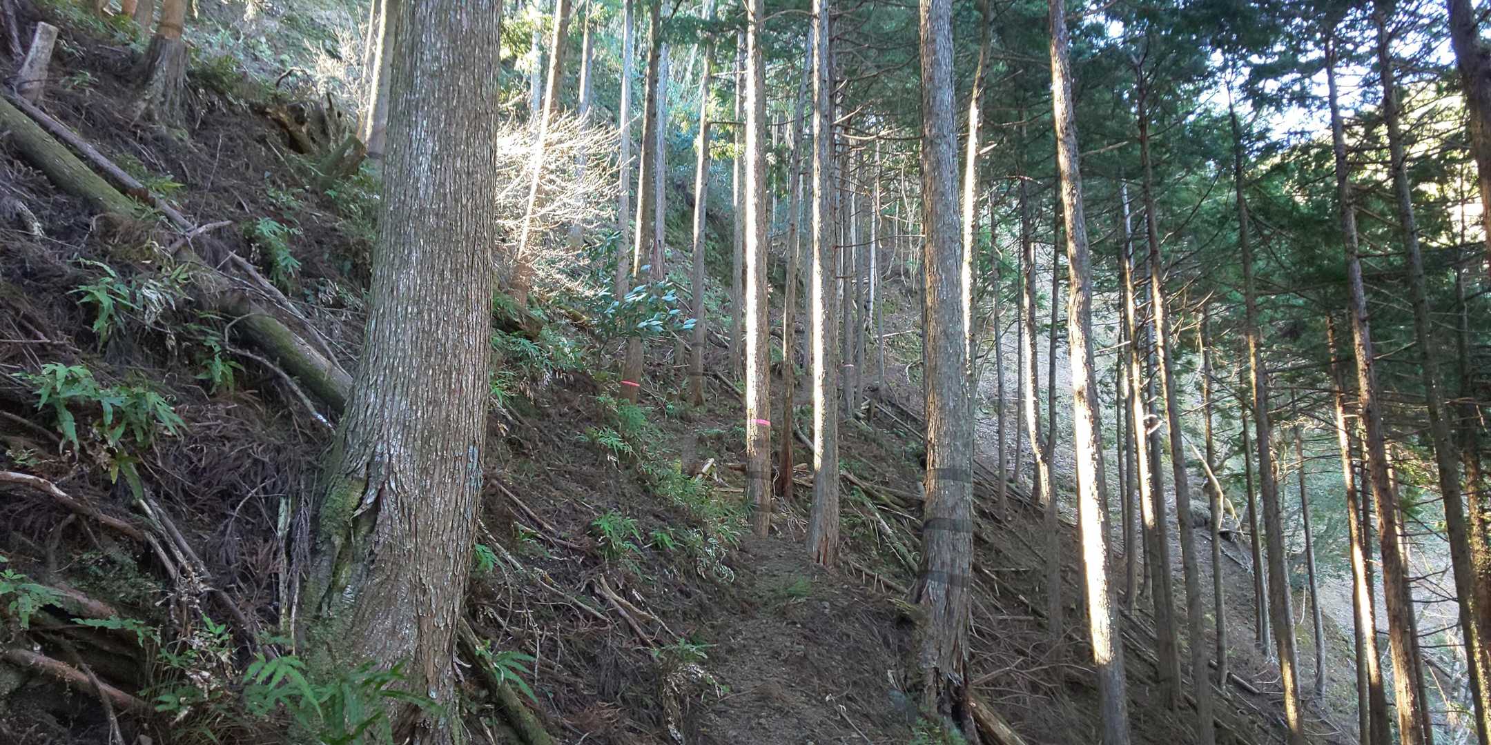 序盤はしっかり登ります