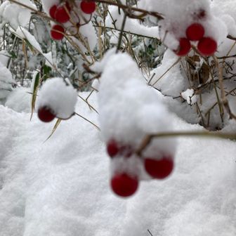 雪を被ってサルトリイバラ